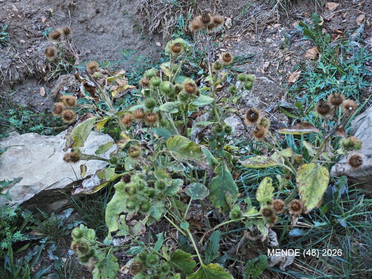 ? plant